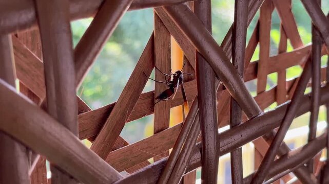 Paper wasp working on its nest construction against a woven rattan wall surface