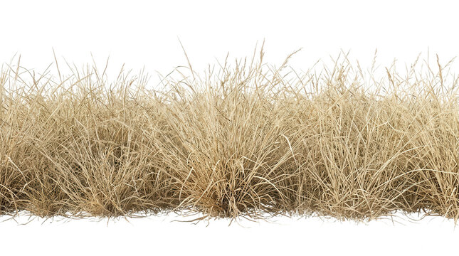 Une rang&eacute;e d'herbes s&egrave;ches et sauvages isol&eacute;e sur un fond blanc pur, id&eacute;ale pour le montage photo, la conception graphique et les projets d'am&eacute;nagement paysager num&eacute;rique.