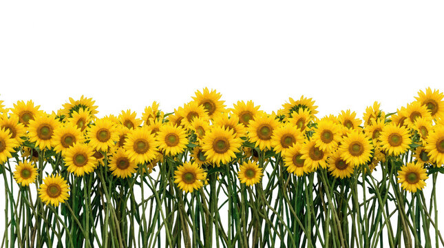 Une bordure horizontale compos&eacute;e de nombreux tournesols jaunes &eacute;clatants isol&eacute;s sur un fond blanc pur, id&eacute;ale pour des projets de design floral et printanier.