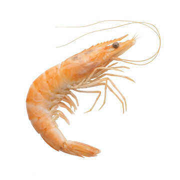 Une crevette rose cuite isol&eacute;e sur un fond blanc pur, vue de profil, id&eacute;ale pour des illustrations culinaires, des menus de restaurants ou des projets de design gastronomique.