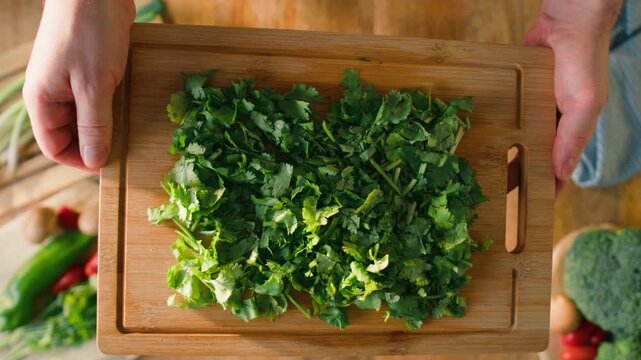 Cilantro parsley close up cut cutting coriander greens with knife aromatic texture macro traditional Asian and Mexican cuisine herb studio shot 