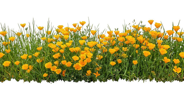 Uma borda horizontal de papoulas da Calif&oacute;rnia amarelas vibrantes e folhas verdes isoladas sobre um fundo branco, ideal para design floral e composi&ccedil;&otilde;es de primavera.