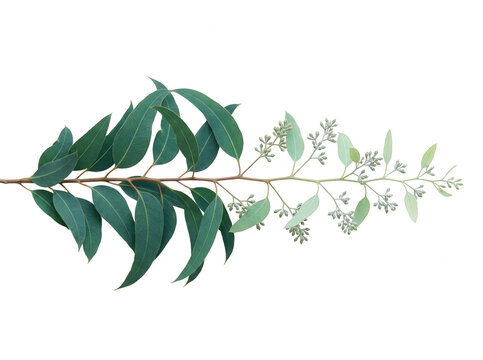 Um ramo de eucalipto fresco com folhas verdes vibrantes e bot&otilde;es florais delicados isolado em um fundo branco puro, ideal para design bot&acirc;nico e decora&ccedil;&atilde;o natural.