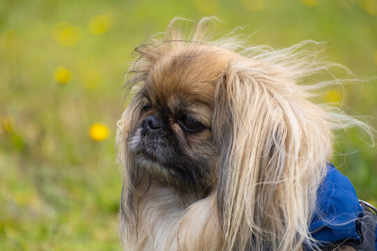 portrait of a small dog, penkingese.