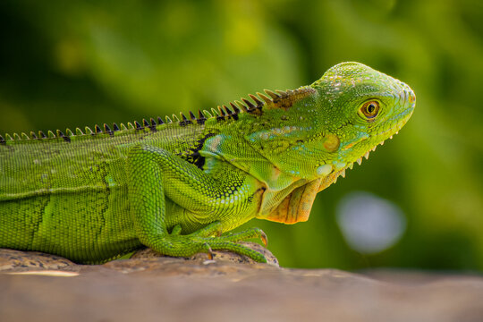 Green iguana looking for something