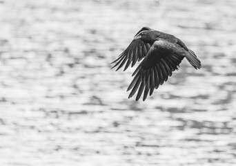 Obraz premium Crow flying over a rural pond in Dallas Georgia.