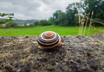Cepaea nemoralis or grove snail crawling © WH_Pics