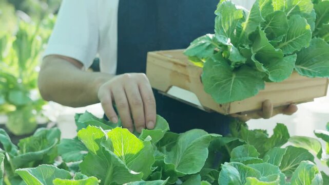 Organic farming, salad farm. Farmers harvest salad vegetables into wooden boxes in rainy. Hydroponics vegetable grow naturally. greenhouse garden, Ecological Biological, Healthy, Vegetarian, ecology
