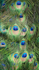 close up of peacock feather © Camilo Peláez