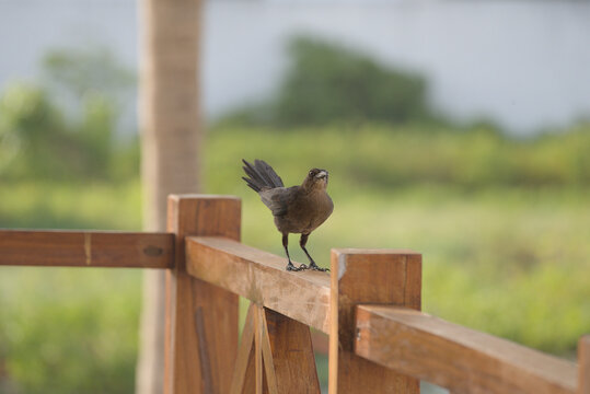 Glossy Black Grackle Bird Perched on a Wooden Fence Post