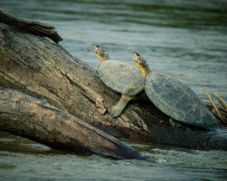 turtles on the magdalena river