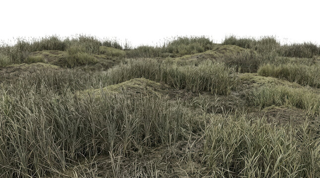Uma paisagem natural serena apresentando dunas de areia cobertas por gram&iacute;neas verdes e vegeta&ccedil;&atilde;o rasteira sob um c&eacute;u claro e nublado em um dia tranquilo ao ar livre.