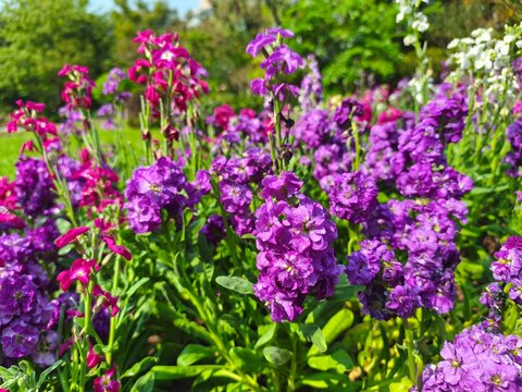 A vibrant cluster of colorful snapdragon flowers (Antirrhinum majus) blooming in a garden, against lush green foliage under natural daylig