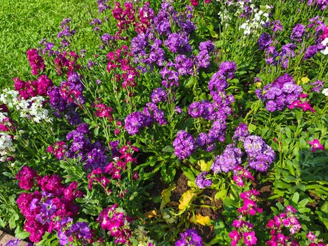 A vibrant cluster of colorful snapdragon flowers (Antirrhinum majus) blooming in a garden, against lush green foliage under natural daylig
