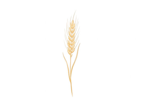 Eine einzelne goldene Weizen&auml;hre isoliert auf einem sauberen wei&szlig;en Hintergrund, gezeichnet im minimalistischen Stil f&uuml;r landwirtschaftliche oder kulinarische Designs.