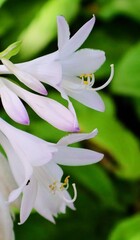 Fototapeta premium lily of the valley