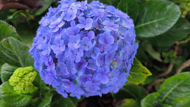 Close-up shot of a beautiful blooming hydrangea flower with attractive colors and lush foliage.
