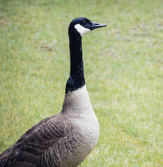 Canadian goose at a pond in rural Georgia. © Wildspaces