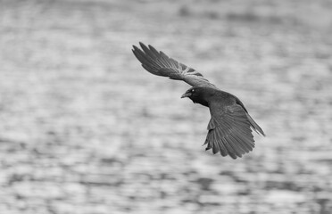 Obraz premium Black Crow swimming over a rural pond in Dallas Georgia.