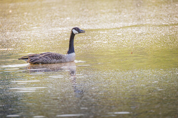 Canadian goose at a pond in rural Georgia. © Wildspaces