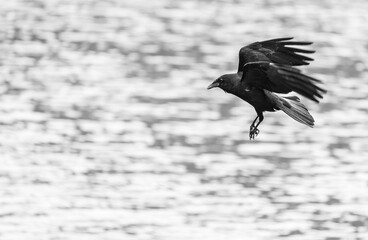 Obraz premium Black Crow swimming over a rural pond in Dallas Georgia.
