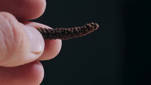Indonesian long black peppercorns, close up of spices, dry hot pepper. 