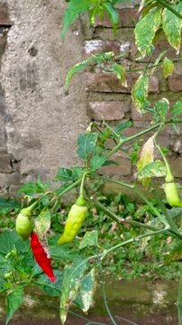 chili peppers and its plant disease in the garden
