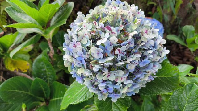 Close-up shot of a beautiful blooming hydrangea flower with attractive colors and lush foliage.
