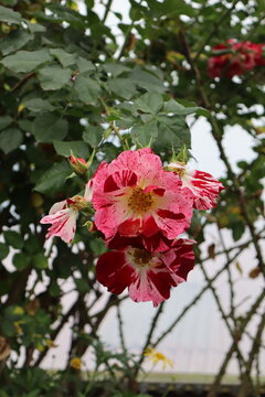 red rose bush