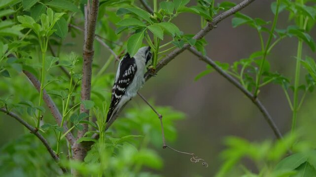pajaro carpintero comiedi guasanitos en las ramas