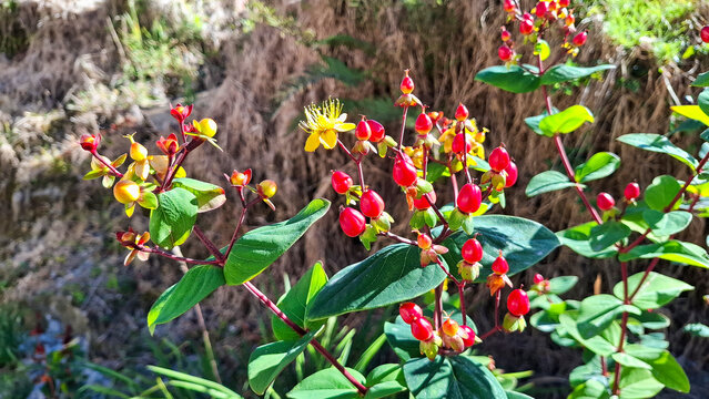 Branches of Hypericum androsaemum featuring their characteristic red and black fruits amidst dense, glossy green foliage&mdash;ideal for concepts related to botany and natural medicine.