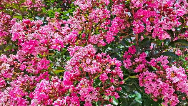 Delicate, bright pink flowers and buds of Lagerstroemia indica, highlighting their crinkled textures and small yellow centers amidst green foliage.