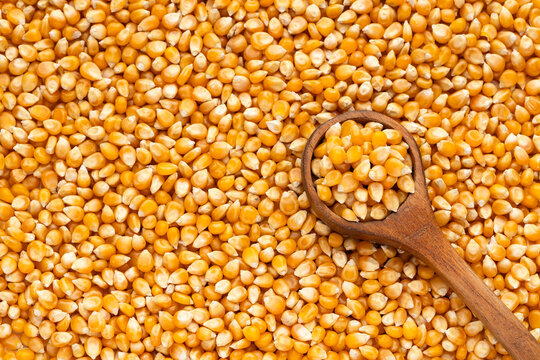 Popcorn kernels presented in a wooden spoon with scattered kernels, ideal for cooking and food concepts