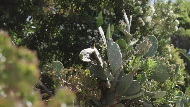 Close up view of prickly pear cactus and green succulents in Southern California nature park