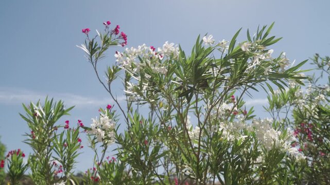 Low angle view of blooming white and pink oleander flowers against clear blue sky in California