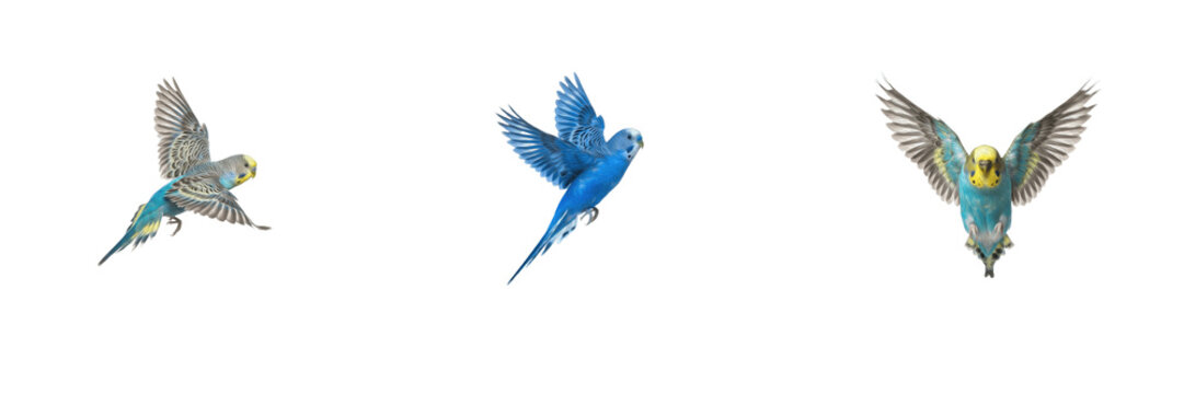 Set of budgerigars flying isolated on white background, small parakeet bird in motion with spread wings, dynamic animal wildlife nature stock PNG cutout graphic elements for creative design projects