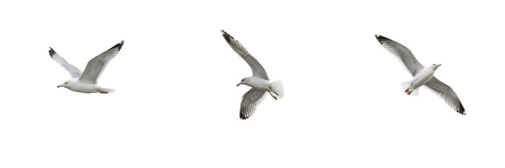 Obraz premium Set of seagulls flying isolated on white background, coastal sea gull bird in motion with spread wings, dynamic animal wildlife nature stock PNG cutout graphic elements for creative design projects