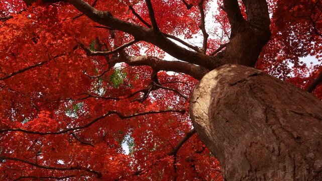 紅葉した大きなカエデの木の根本からドリー撮影した4K動画