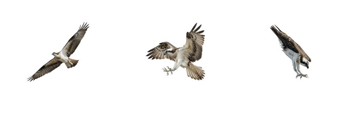 Fototapeta premium Set of ospreys flying isolated on white background, fish hawk raptor bird in motion with spread wings, dynamic animal wildlife nature stock PNG cutout graphic elements for creative design projects