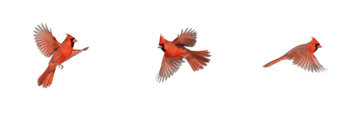 Set of northern cardinals flying isolated on white background, red bird in motion with spread wings, dynamic animal wildlife nature stock PNG cutout graphic elements for creative design projects © Trump