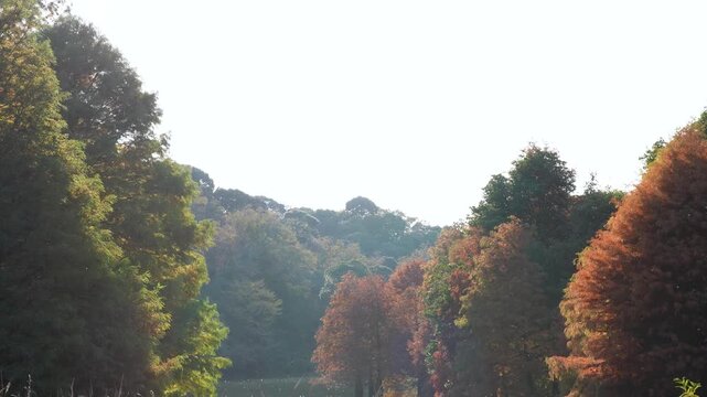 紅葉したラクウショウ(落羽松)が池に映るティルトダウン4Kスローモーション動画