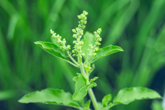 Close up of fresh holy basil leaves and flower heads in a garden.A high-quality close-up macro shot showcasing the vibrant green leaves and flowering stalks of a fresh holy basil plant 