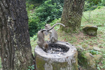monkey in the forest © fajri