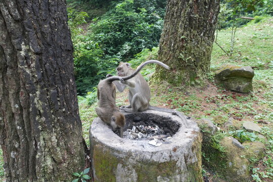 monkey in the forest