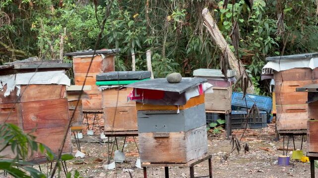 apiary with wooden beehives in a forest setting