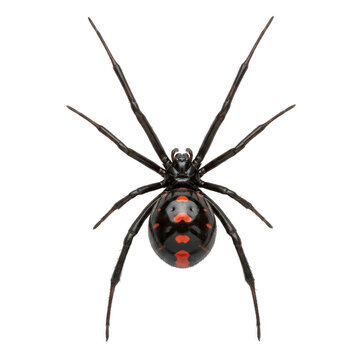 Black widow spider with red hourglass marking on its back