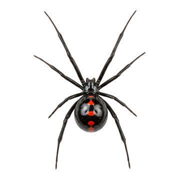 Black widow spider with a red mark on its back