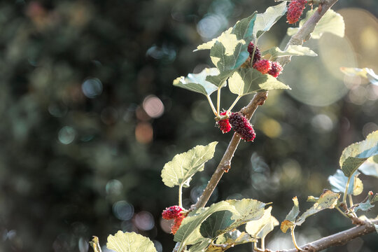 mulberry, berry, fruit, branch, nature, leaf, organic ripening on a tree branch in a sunny garden with beautiful bokeh background, capturing the essence of fresh summer harvest.