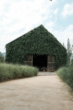 Eco-friendly building covered in lush green vegetation, showcasing sustainable architecture, biophilic design and green living in a peaceful natural landscape.
