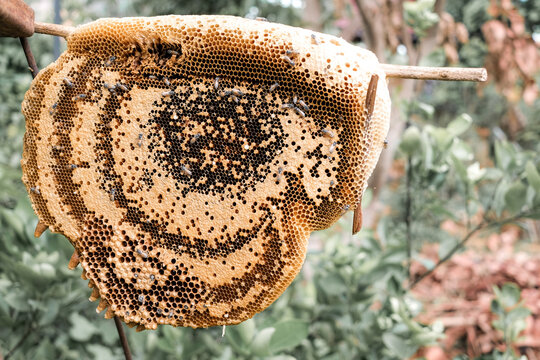 Honeycomb, Bees, Honey, Nature, Wild, Hive, Beekeeping. Close-up view of a natural wild honeybee colony nesting on a branch in a green garden environment with organic wax cells.